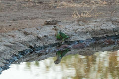 Poicephalus fuscicollis