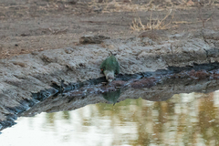 Poicephalus fuscicollis
