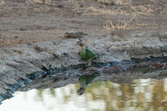 Poicephalus fuscicollis
