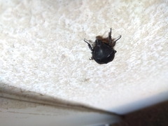 Protaetia morio