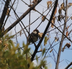 Passer hispaniolensis