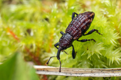 Steremnius carinatus