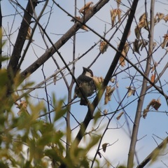 Passer hispaniolensis