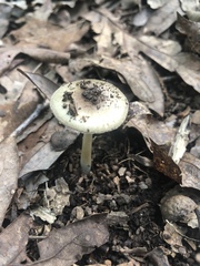 Amanita solaniolens