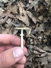 Amanita solaniolens
