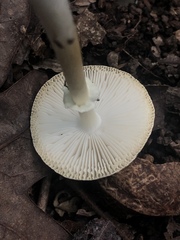 Amanita solaniolens