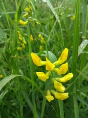 Genista tinctoria