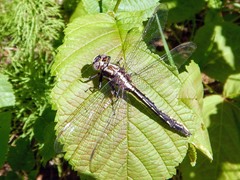 Phanogomphus lividus