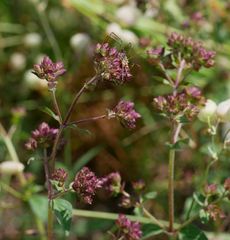 Origanum
