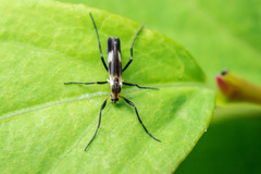 Chasmatonotus maculipennis