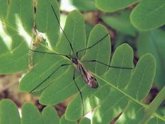 Prionolabis rufibasis