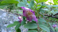 Rosa pendulina