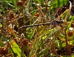 Phanogomphus lividus