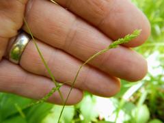 Carex arctata