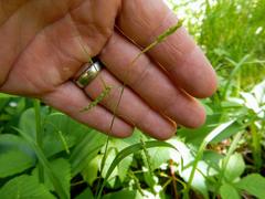 Carex arctata