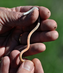 Flathead Snake photo 5