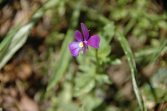 Viola montcaunica
