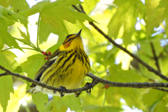 Cape May Warbler photo 4