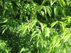 Acer negundo
