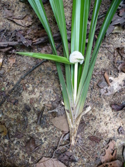 Mapania rhynchocarpa