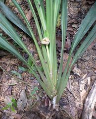 Mapania rhynchocarpa