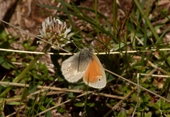 Coenonympha rhodopensis