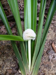 Mapania rhynchocarpa