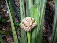 Mapania rhynchocarpa