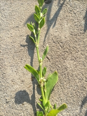 Polygonum