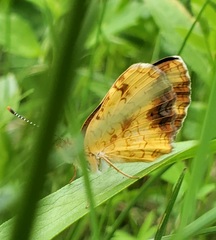 Phyciodes tharos image
