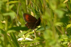 Erebia epiphron