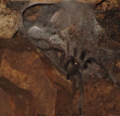 Chilobrachys