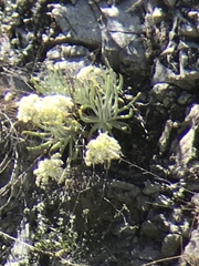 Dudleya densiflora