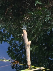 Ictinogomphus decoratus