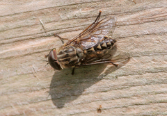 Tabanus autumnalis