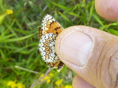 Melitaea ornata