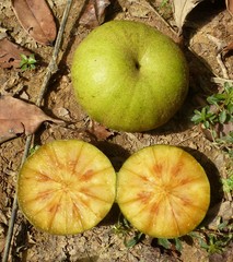 Desplatsia chrysochlamys