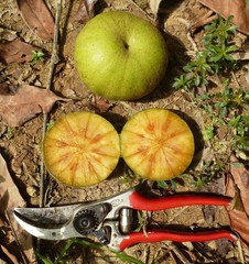 Desplatsia chrysochlamys