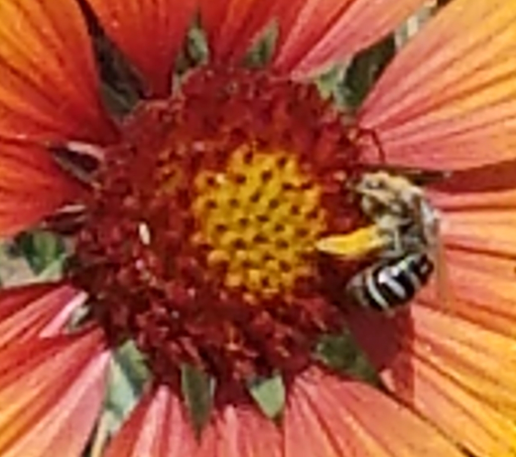 Apine Bees from Boulder County, US-CO, US on June 12, 2020 at 01:44 PM ...