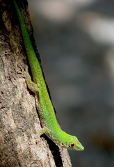 Phelsuma sundbergi longinsulae