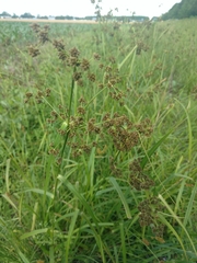 Scirpus atrovirens