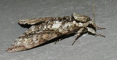 Manduca florestan