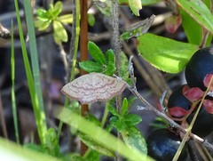 Cyclophora culicaria