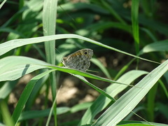 Lasiommata