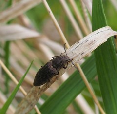 Actenicerus siaelandicus