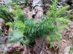 Taxus canadensis