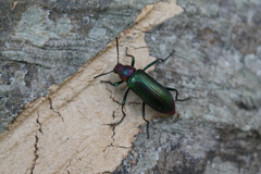 Strongylium auratum