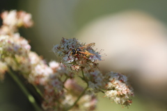 Ancistrocerus tuberculocephalus