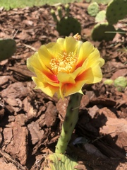 Opuntia cespitosa