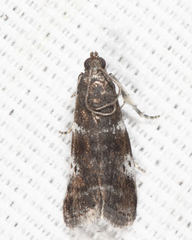 Acrobasis vaccinii